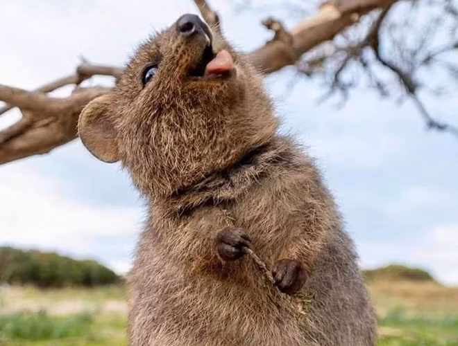 Biểu cảm cực đáng yêu của thú Quokka.