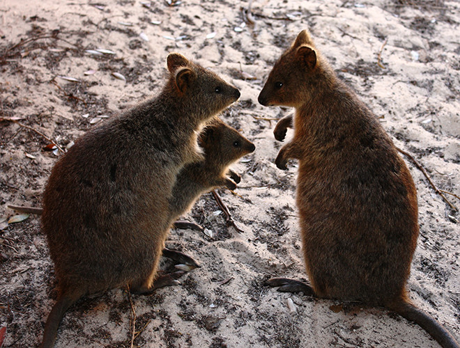 Gia đình nhà thú Quokka.