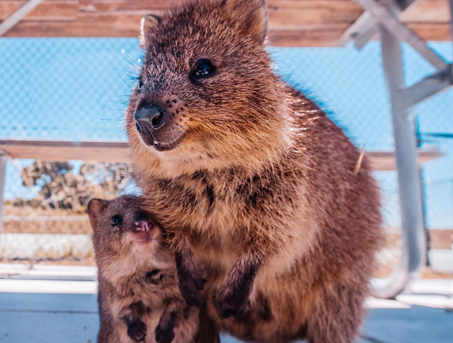 Quokka chỉ có thể ăn rau củ thái nhỏ. Do đó, du khách cũng không nên cho loài động vật này ăn thực phẩm của mình bởi có thể thức ăn không phù hợp và gây hại đến chúng.