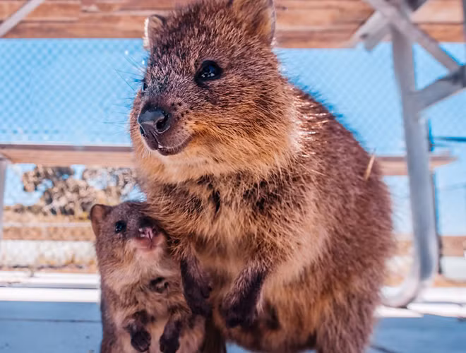 Quokka chỉ có thể ăn rau củ thái nhỏ. Do đó, du khách cũng không nên cho loài động vật này ăn thực phẩm của mình bởi có thể thức ăn không phù hợp và gây hại đến chúng.