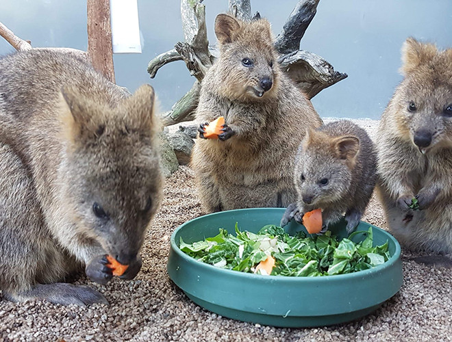 Không giống với những động vật hoang dã khác, Quokka rất hiền lành và thân thiện với con người.