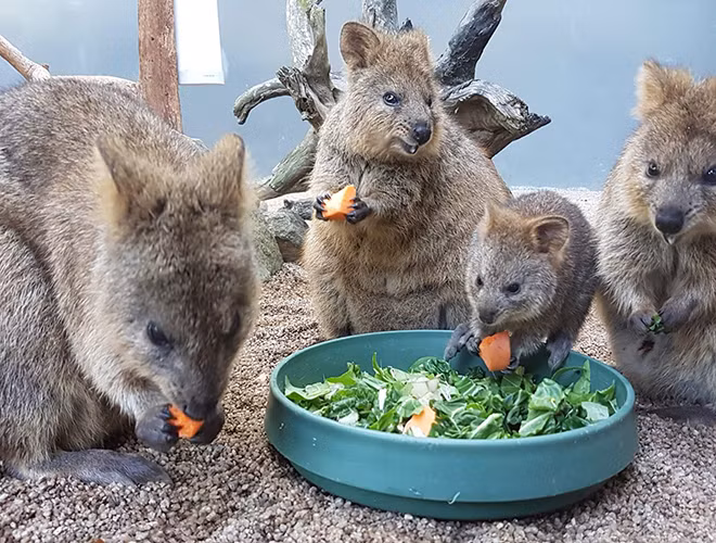 Không giống với những động vật hoang dã khác, Quokka rất hiền lành và thân thiện với con người.