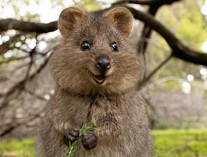 Theo các nhà sinh vật học, chuột túi Quokka có cùng họ hàng với loài chuột túi Kangaroo nhưng khác ở chỗ, loài vật này có kích thước khá nhỏ bé với phần thân từ 40 - 90cm, trong khi chiếc đuôi dài khoảng 25 - 30cm và cân nặng tầm 2,5 - 5kg.