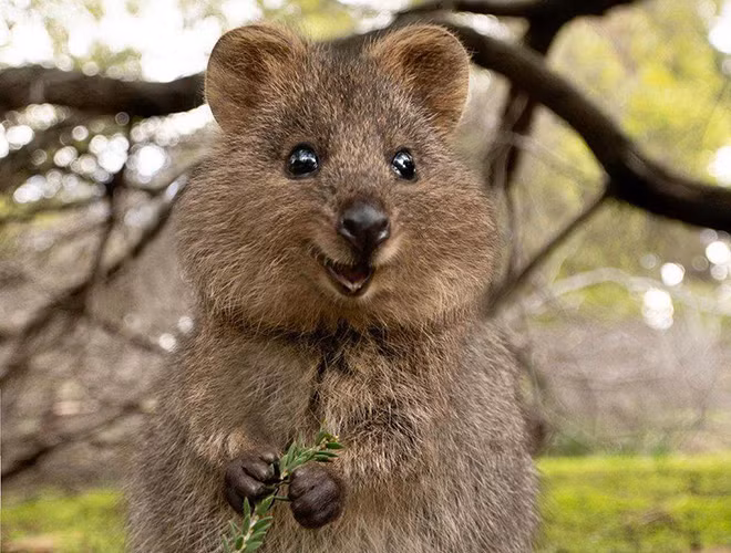 Theo các nhà sinh vật học, chuột túi Quokka có cùng họ hàng với loài chuột túi Kangaroo nhưng khác ở chỗ, loài vật này có kích thước khá nhỏ bé với phần thân từ 40 - 90cm, trong khi chiếc đuôi dài khoảng 25 - 30cm và cân nặng tầm 2,5 - 5kg.