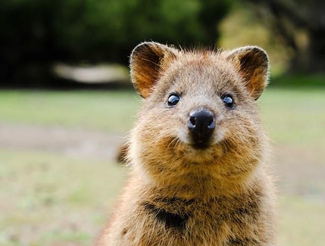 Sở hữu vẻ ngoài dễ thương, đáng yêu, tuy nhiên, chuột túi Quokka là loài động vật có nguy cơ bị tuyệt chủng cao trên thế giới do số lượng loài này đang bị suy giảm nghiêm trọng.