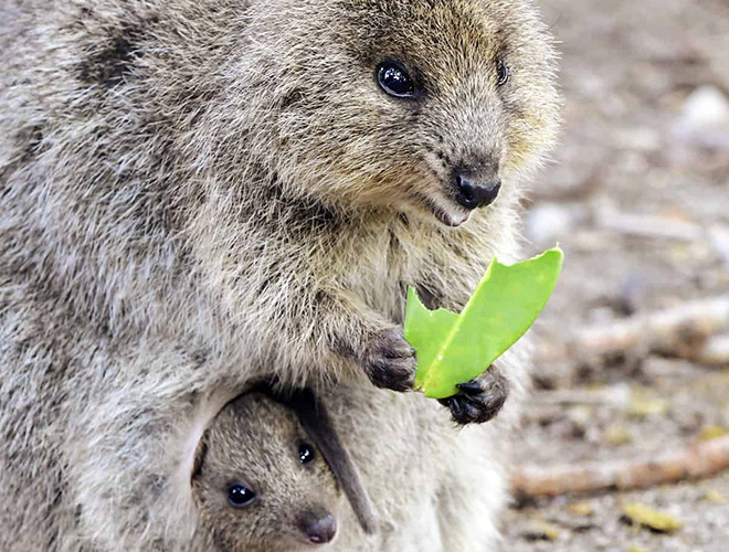 Khi chụp hình cùng Quokka nhưng bạn tuyệt đối không được chạm vào chúng bởi đó là hành vi bất hợp pháp và có thể bị phạt tiền lên đến 300 đô la Úc (khoảng 5,1 triệu VND).