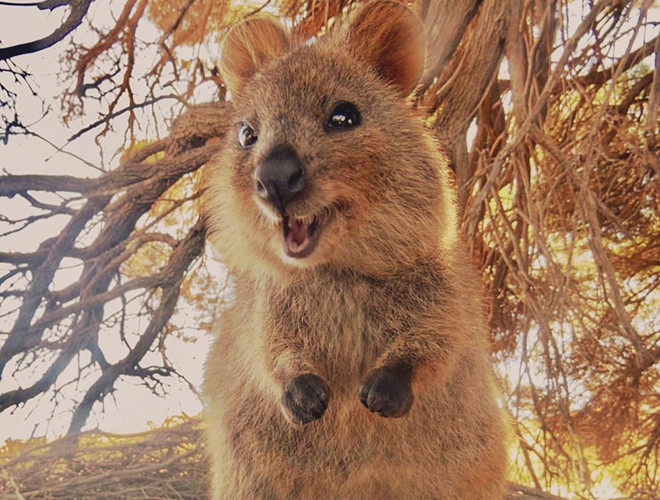 Chuột túi Quokka là thành viên duy nhất của chi Setonix - một giống loài thú có túi ở Úc.