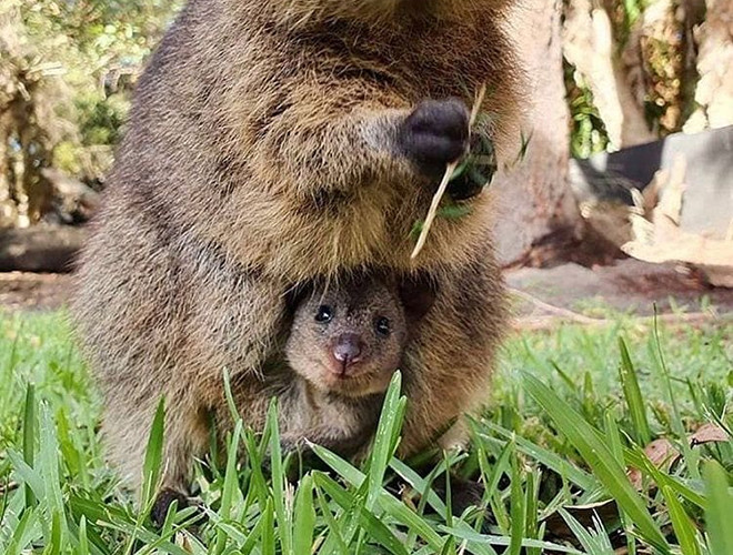Quokka có thể leo trèo cây nhỏ và cây bụi.