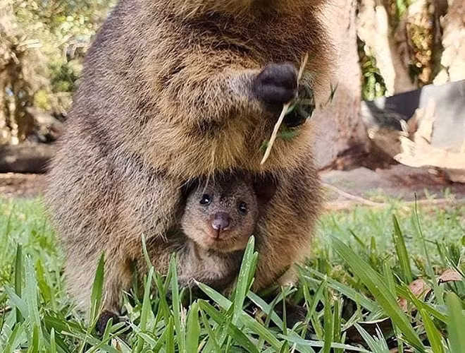 Quokka có thể leo trèo cây nhỏ và cây bụi.