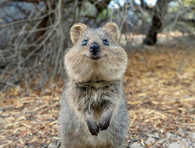 Quokka sở hữu bộ lông màu nâu xám khá dày và mềm mại. Chúng còn gây ấn tượng bởi vẻ dễ mến và nụ cười rạng rỡ cũng nở trên môi. Đây chính là lý do giúp loài động vật này được mệnh danh là "hạnh phúc nhất thế giới".