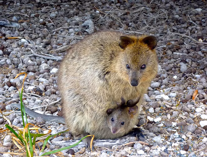 Khi nhìn vào những chú Quokka, bạn sẽ đột nhiên cảm thấy vui vẻ và hạnh phúc và nở nụ cười bởi tính cách và ngoại hình của loại động vật bé nhỏ này.