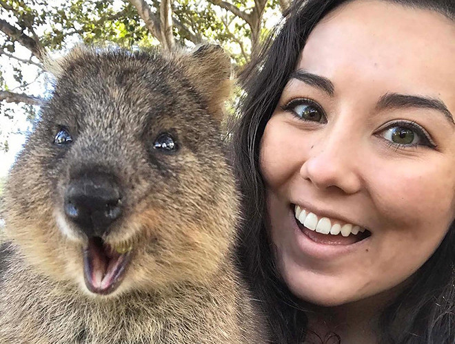 Một nghiên cứu được công bố trên Tạp chí Động vật học vào tháng 2-2020 bởi các nhà khoa học đến từ Đại học Vanderbilt đã chỉ ra, sự đe dọa đến từ các loài ăn thịt như cáo, chó Dingo và cạnh tranh thức ăn từ loài thỏ, dê là nguyên nhân chính dẫn đến sự suy giảm số lượng của chuột Quokka.