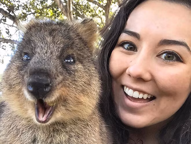 Một nghiên cứu được công bố trên Tạp chí Động vật học vào tháng 2-2020 bởi các nhà khoa học đến từ Đại học Vanderbilt đã chỉ ra, sự đe dọa đến từ các loài ăn thịt như cáo, chó Dingo và cạnh tranh thức ăn từ loài thỏ, dê là nguyên nhân chính dẫn đến sự suy giảm số lượng của chuột Quokka.