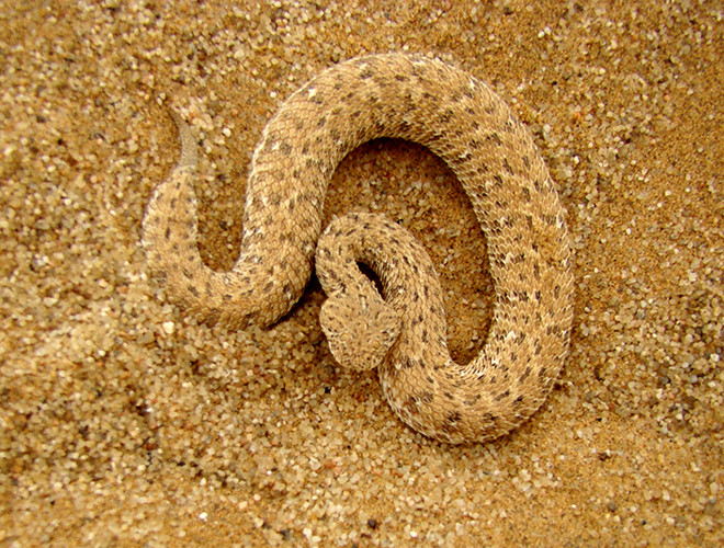 Loài rắn có chiều dài khiêm tốn này lại sở hữu nọc độc cực mạnh cùng tốc độ tấn công con mồi nhanh như chớp. Bên cạnh đó, khả năng ngụy trang săn mồi của rắn Bitis peringueyi được các nhà khoa học đánh giá ở mức độ hoàn hảo.