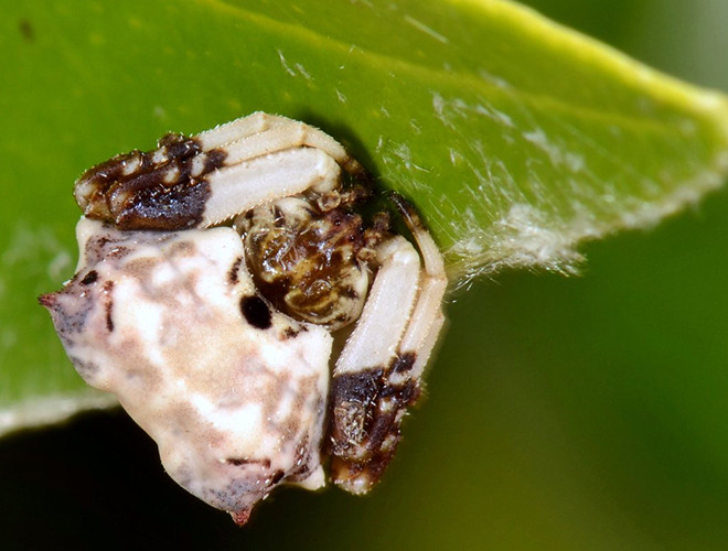 Khi nhện Celaenia excavata thu gọn cơ thể, chúng giống như một cục phân chim. Dáng vẻ này giúp chúng thoát khỏi tầm ngắm của những kẻ săn mồi như chim hay ong bắp cày.