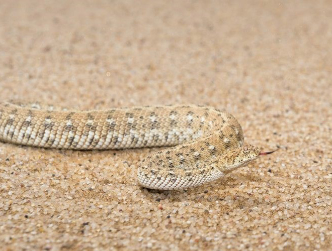 Với lớp da sần sùi trùng với màu cát của sa mạc và đôi mắt nằm trên đỉnh đầu, loài rắn này có thể dễ dàng "tàng hình" cơ thể trong cát khiến con mồi không thể nhận ra. Khi con mồi tới gần, loài động vật này sẽ vùng lên khỏi cát và tung cú đớp chứa nọc đọc giết chết con mồi chỉ trong nháy mắt