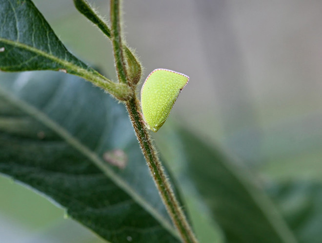 Siphanta acuta gây ấn tượng cực mạnh bởi vẻ ngoài tuyệt đẹp, trông giống như một chiếc lá nhỏ. Cánh của sâu lá có hình tam giác và những chấm nhỏ vô cùng đẹp mắt. Với hình dáng này, chúng có thể tránh khỏi sự phát hiện của chim chóc hay con người.