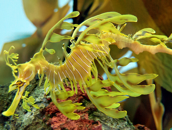 Rồng biển thân lá (Hải long lá) là một trong những loài sinh vật có khả năng ngụy trang tài tình và lộng lẫy nhất hành tinh. Rồng biển thân lá có mối quan hệ chặt chẽ với cá ngựa và cá chìa vôi, sống chủ yếu ở bờ Nam và bờ Tây vùng biển nước Úc.