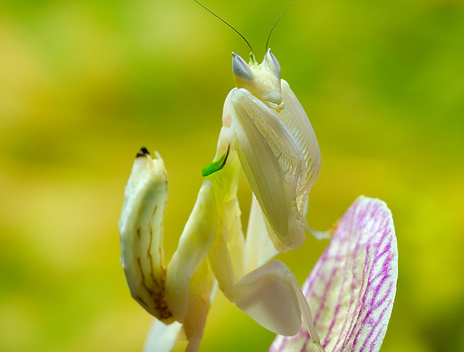 Bọ ngựa phong lan (tên khoa học là Hymenopus coronatus) sống trong các khu rừng mưa Đông Nam Á.
