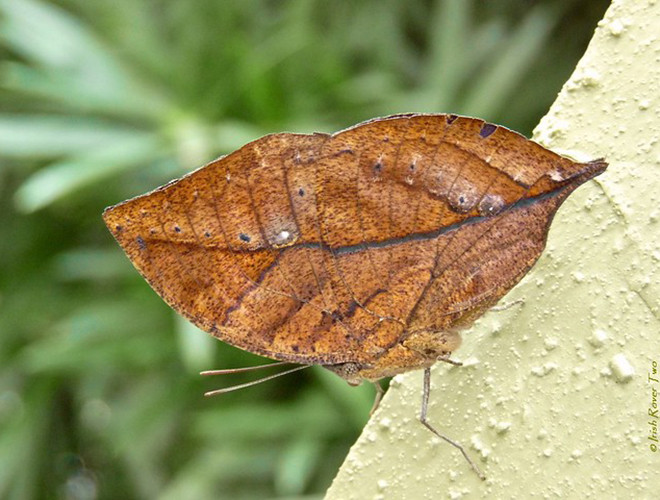 Mặt trên của cánh bướm vô cùng đẹp với màu xanh lam và cam ánh kim. Với vẻ đẹp này, bướm Kallima inachus được mệnh danh là kiệt tác của tự nhiên.