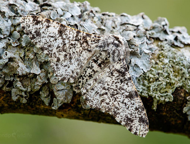 Hiện nay, môi trường đã được cải thiện. Do đó, màu sắc của loài bướm này đã trở lại bình thường.