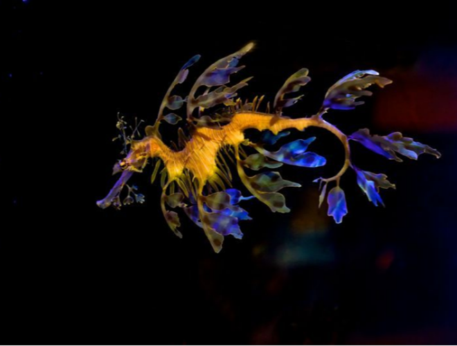 Thức ăn ưa thích của chúng thường là các loài không xương sống nhỏ, sống quanh quẩn bên cạnh những đám tảo bẹ dưới biển. Rồng biển thân lá dùng miệng dài để hút con mồi vào sâu bên trong. Bên cạnh đó, thân hình giống chiếc lá giúp chúng ngụy trang, tránh khỏi sự rình rập của các loài cá dữ.