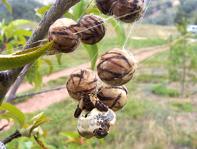 Nhện phân chim Celaenia excavata nằm trong họ Araneidae, cũng là bậc thầy ngụy trang trong thế giới loài vật.