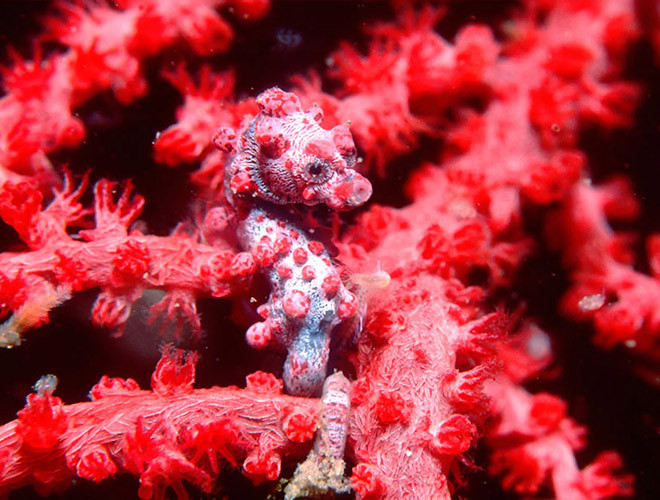 Để tăng cơ hội sống sót, chúng phát triển khả năng ngụy trang rất đáng kinh ngạc của mình. Với những nốt sần trên cơ thể và màu sắc trông giống san hô, cá ngựa lùn có thể dễ dàng "tàng hình", tránh khỏi sự đe dọa của kẻ thù.