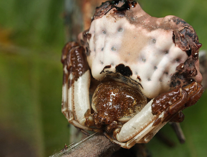 Ngoài ra, "cục phân chim" này còn tỏa ra mùi khó chịu, giúp phân tán sự chú ý của những kẻ săn mồi.