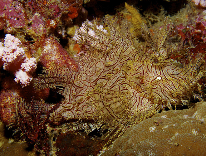 Với khả năng "biến hình" siêu đẳng đó, cá mũ làn Merlet được mệnh danh là "thiên tài" ngụy trang trong thế giới động vật.