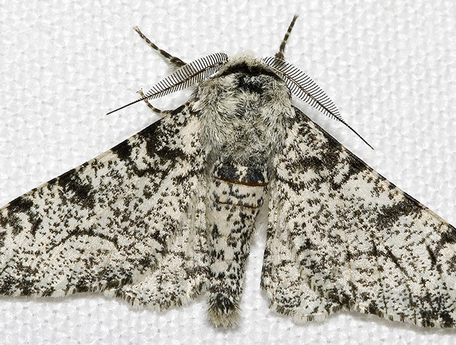 Với khả năng hòa trộn màu sắc cơ thể với môi trường xung quanh, những chú bướm Pepered nằm trong danh sách những bậc thầy ngụy trang trong tự nhiên.