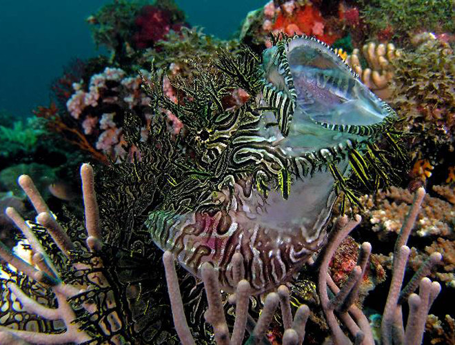 Cá mũ làn Merlet thường sống gần bờ biển thuộc đảo Lifou, New Calendonia, Pháp. Tên gọi của chúng bắt nguồn từ chính hình dạng bất thường của loài cá này, với một lượng lớn các xúc tu và làn da mỏng, màu sắc huyền ảo, mềm mại uyển chuyển như ren.