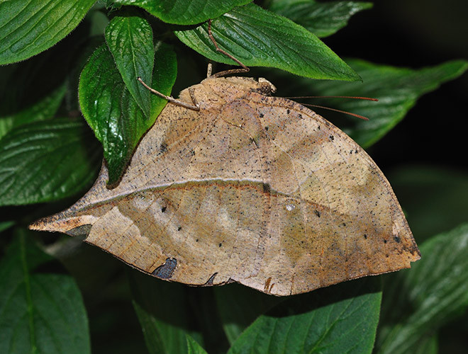 Tuy nhiên, khi chúng khép cánh lại, mặt dưới cánh giống hệt một chiếc lá khô, với phần đuôi cánh sau kéo dài như một chiếc cuống lá và một đường màu nâu kéo dài đến chóp cánh trước tạo thành gân lá. Trong dáng vẻ của chiếc lá khô biết bay, việc tìm kiếm thức ăn và lẩn tránh kẻ thù của chúng trở nên dễ dàng hơn.