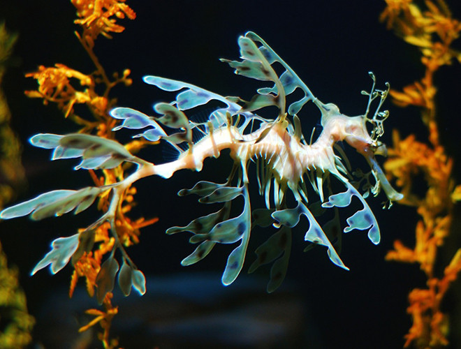 Trên cơ thể của rồng biển thân lá là những phần phụ mỏng và nhẹ, giống như những chiếc lá. Với lớp ngụy trang hoàn hảo này, chúng có thể dễ dàng lẩn trốn trong những dãy tảo biển để săn mồi.