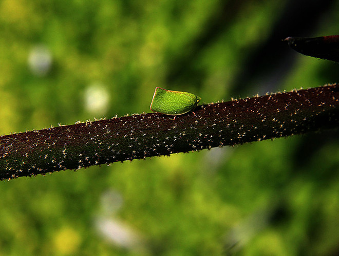 Sâu lá Siphanta acuta có nguồn gốc từ Úc, tuy nhiên chúng ta có thể tìm thấy nó ở Hawaii, California (Mỹ) và New Zealand. Loài côn trùng này có chiều dài trung bình từ 15mm-1cm. Thức ăn ưa thích của chúng là thực vật.