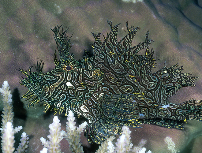 Với vẻ ngoài rất giống san hô, cá mũ làn Merlet đã tận dụng lợi thế đó để hòa mình vào những rặng san hô, chờ thời cơ và săn mồi. Chúng có thể đứng im trong nhiều giờ, chờ con mồi đến và hít tất cả vào chiếc miệng khổng lồ của mình.