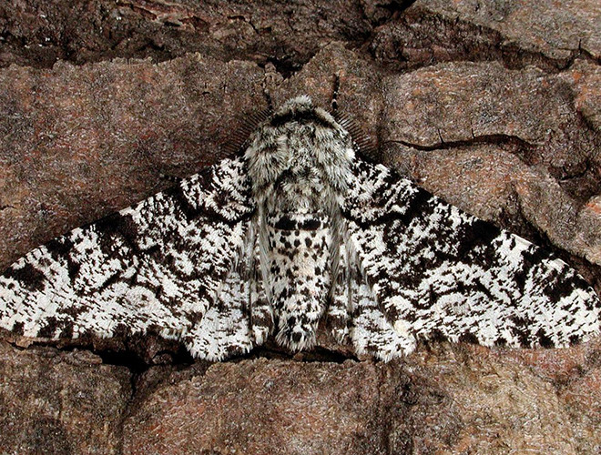 Trong cuộc cách mạnh công nghiệp ở Anh, nhiều địa y bị chết và cây cối trở nên sẫm màu hơn do bồ hóng. Khi đó, bướm Peppered dễ dàng trở thành thức ăn cho những kẻ săn mồi. Vì vậy, chúng đã "biến hóa" màu sắc cơ thể trở nên sẫm màu hơn, giúp tránh khỏi sự đe dọa của kẻ thù.