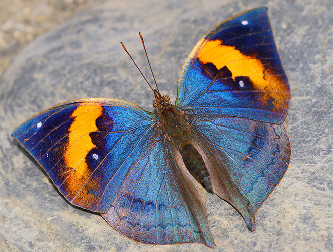 Bướm lá khô Kallima inachus thuộc họ bướm giáp, phân bố ở khu vực nhiệt đới châu Á. Chúng có khả năng ngụy trang và lẩn trốn kẻ thù vô cùng đặc biệt.