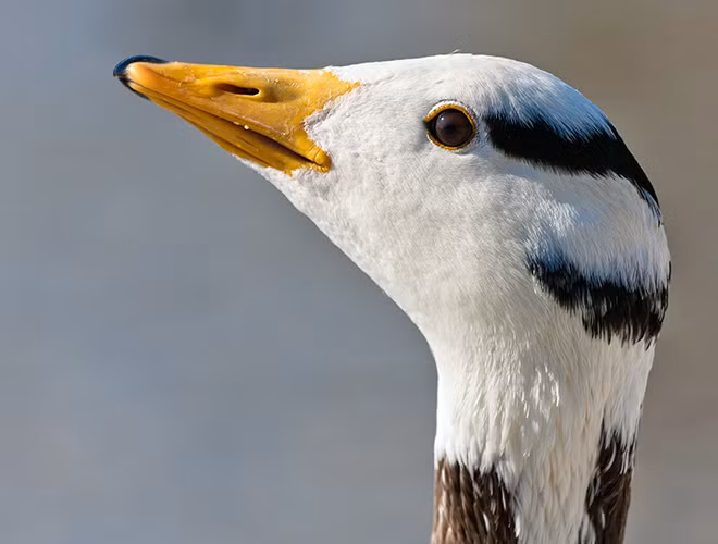 Loài ngỗng này có thể bay cao tối đa 8.839m, cao hơn đỉnh núi Everest và chúng có thể vượt qua rặng Himalaya chỉ trong vòng 8 tiếng.