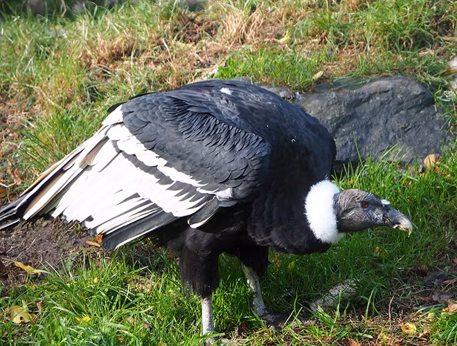 Là loài chim thích ăn xác động vật, thần ưng Andes có khứu giác rất tốt để nhận biết mùi thịt thối trong không khí loãng. Chúng có cái mỏ cứng và móng vuốt sắc nhọn để dễ dàng dùng bữa ăn. Loài kền kền này được xem như biểu tượng của quyền lực, tự do và sức khỏe