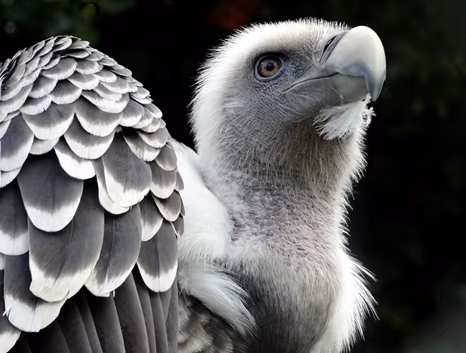 Kền kền Ruppell phân bố chủ yếu ở miền Trung châu Phi. Thức ăn chủ yếu của chúng là xác thối.