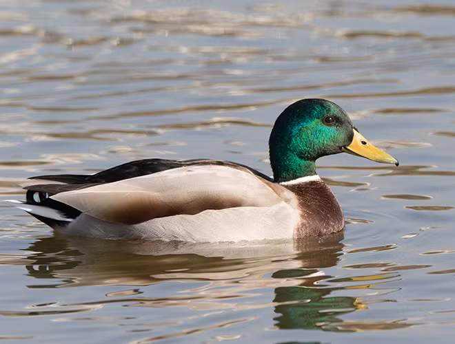 Vịt cổ xanh hay le le có lẽ là loài vịt được biết đến nhiều nhất. Chúng sinh sống trên khắp các vùng ôn đới và cận nhiệt đới tại Bắc Mỹ, châu Âu, châu Á, New Zealand và Australia.