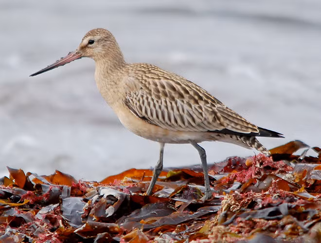 Limosa lapponica (choắt mỏ thẳng đuôi vằn) là một loài chim trong họ Scolopacidae. Chúng sinh sản ở Alaska và Siberia. Chiều dài của một con trưởng thành đạt từ 35-40cm, sải cánh tối đa lên đến 78cm.
