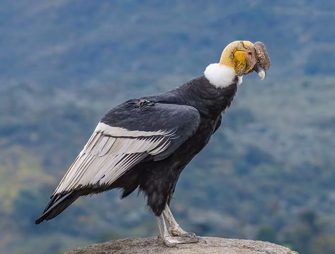 Kền kền khoang cổ, hay còn gọi là Thần ưng Andes, thuộc họ kền kền Tân thế giới, sinh sống nhiều ở Nam Mỹ trong dãy Andes. Loài chim này có thân hình đồ sộ với cân nặng có thể lên tới 15kg, sải cánh dài "khủng" 3,3m.