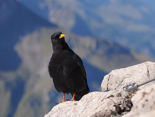 Qụa mỏ vàng là loài chim định cư ổn định, tuy vậy trong những thời kỳ khan hiếm thức ăn, việc di cư có thể diễn ra. Với cơ thể cường tráng, cộng với kĩ năng bay "siêu đỉnh", quạ mỏ vàng có thể bay tới độ cao 8.077m kể cả trong điều kiện thời tiết khắc nghiệt.