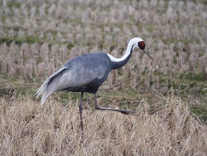 Sếu gáy trắng hay sếu thông thường, sếu Á-Âu là loài chim có số lượng đông nhất trong họ nhà Sếu. Chúng sinh sống tại hầu hết các khu vực thuộc lục địa Á - Âu và cả khu vực Bắc Mỹ.