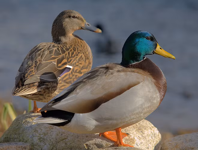 Loài vịt này có thể bay đến độ cao 6.400m.