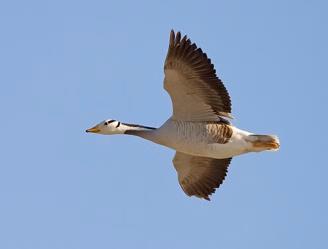 Cấu tạo cơ thể đặc biệt giúp ngỗng đầu sọc có thể bay tới một độ cao ấn tượng. Theo đó, loài ngỗng này có dung tích phổi lớn hơn loài ngỗng thông thường, giúp chúng thích nghi với những nơi có áp suất không khí thấp. Bên cạnh đó, cơ thể của ngỗng đầu sọc chứa nhiều mao mạch và các tế bào hồng cầu. Điều này đồng nghĩa với việc oxy sẽ được cung cấp tới các tế bào nhanh hơn.