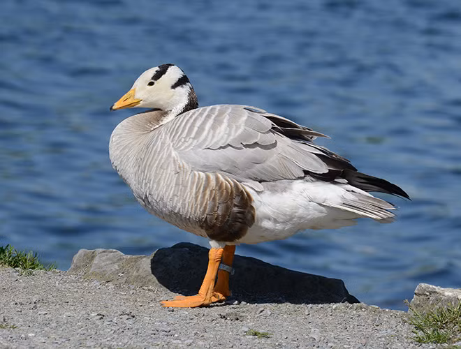 Ngỗng đầu sọc, hay còn gọi là ngỗng Ấn Độ, cũng được biết tới là một trong những loài thuỷ cầm sở hữu khả năng bay cao đáng nể.