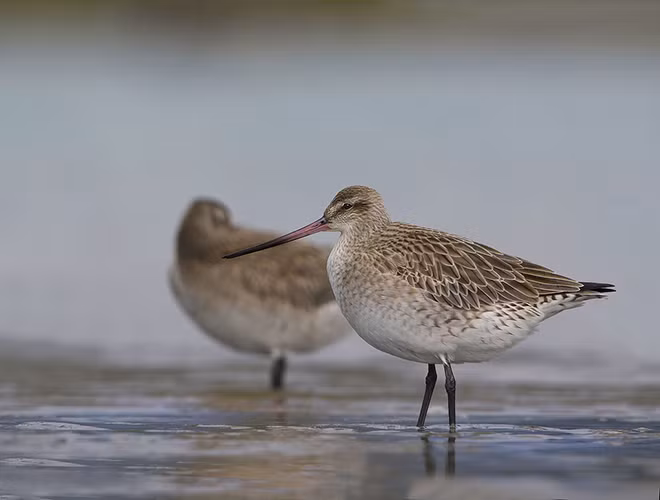 Choắt mỏ thẳng đuôi vằn là một trong những loài chim di trú đáng kinh ngạc nhất mà con người từng biết đến. Chúng có thể mất hơn 8 ngày để thực hiện chuyến hành trình dài 11.000km mà không hề nghỉ ngơi. Loài chim này cũng có thể bay với độ cao hết mức là 6.096m.